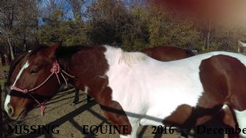 MISSING EQUINE 2016 December Prancer-bay mare Star-paint mare Near INDEPENDENCE, MO, 64055
